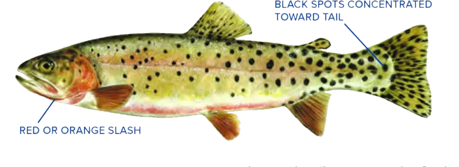 Fishing Areas Teton Troutfitters Premier Jackson Hole Fly Fishing Trips